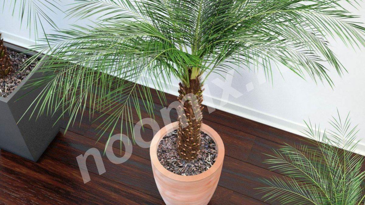 Финик канарский Phoenix canariensis . Артикул НХ026191 ..., МОСКВА