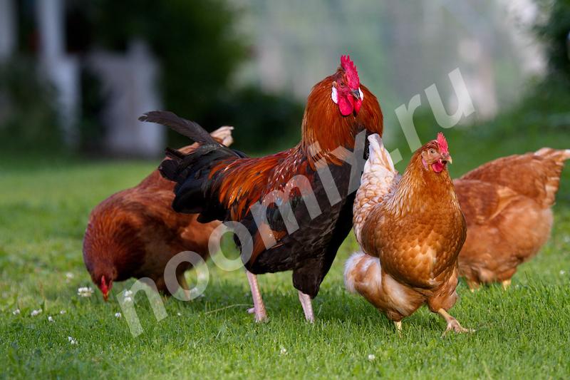 Суточный племенной молодняк цыплят породы Кучинская ..., Республика Северная Осетия