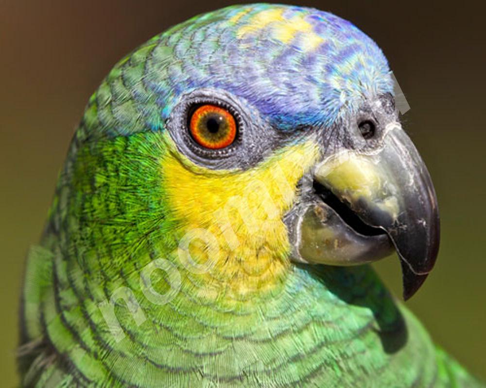 Купите попугая венесуэльского амазона