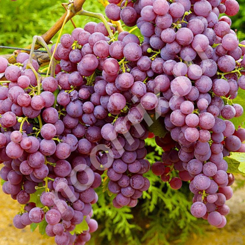 Столовый сорт винограда Русский ранний зимостойкий и ..., Калужская область