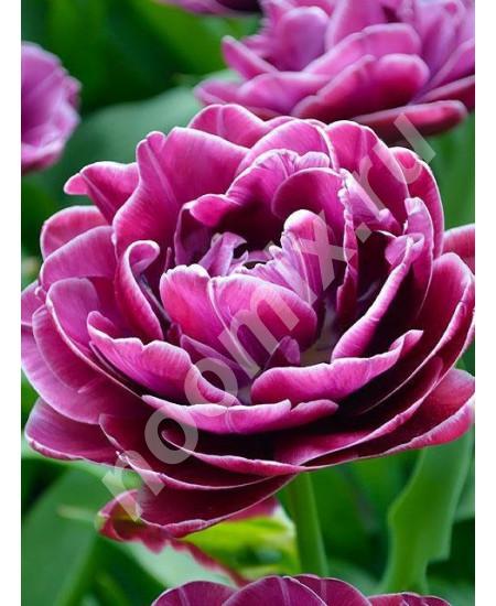 101648 Тюльпан Lilac Perfection 3шт в упаковке, Томская область