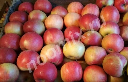 Продаю яблоки сорта айдаред, Республика Кабардино-Балкария