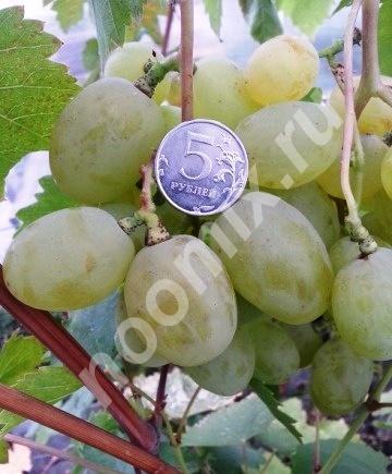 Саженцы и черенки винограда в Тюмени, Тюменская область