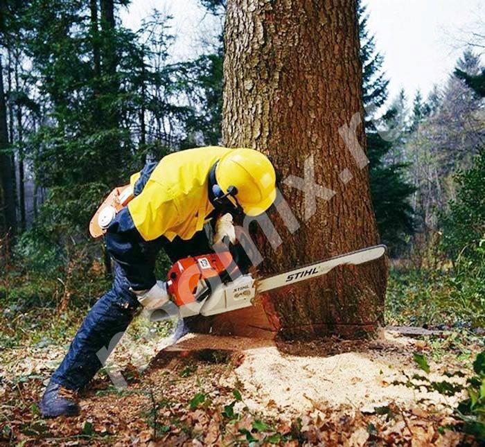 Спиливаем деревья пильщики грузчики, Чеченская Республика