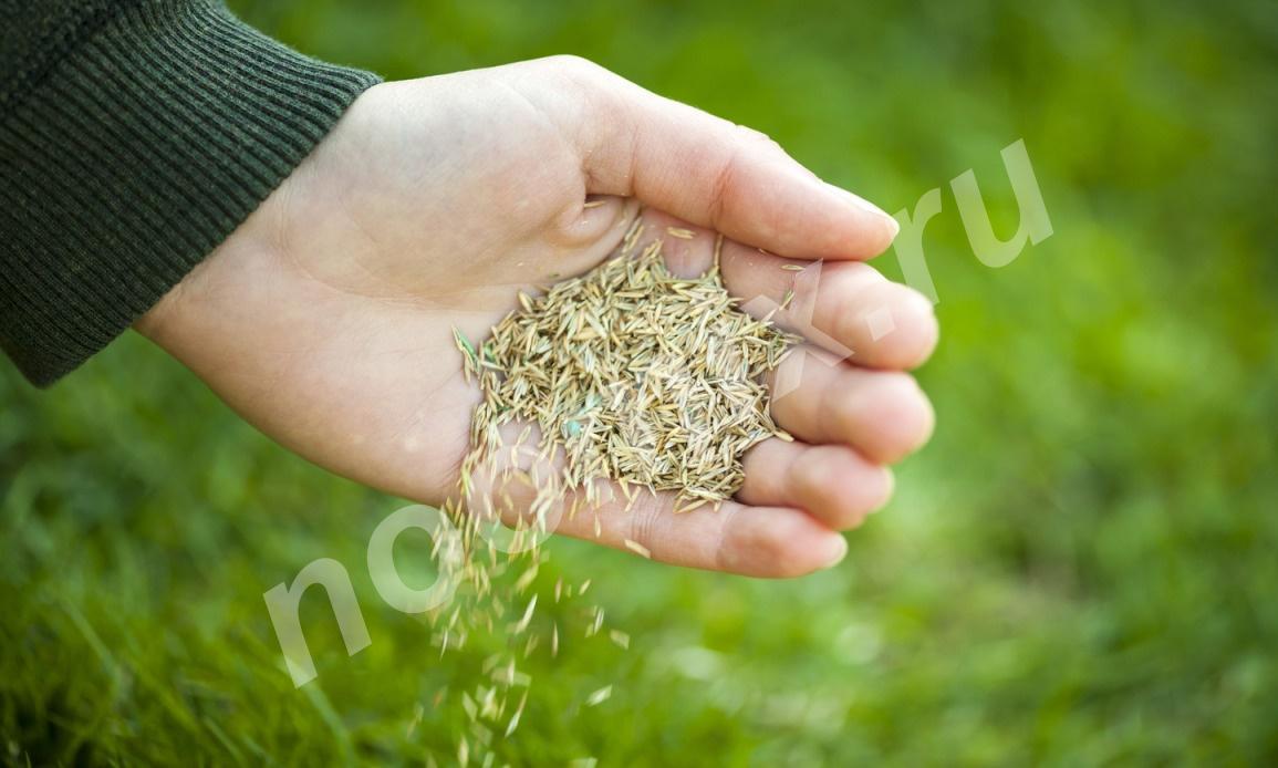 Семена газона, травосмесь Сахалинский газон, Сахалинская область