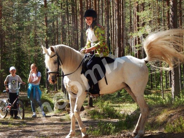 Верховая езда для взрослых и детей в Вырице, Гатчинский . .., Ленинградская область