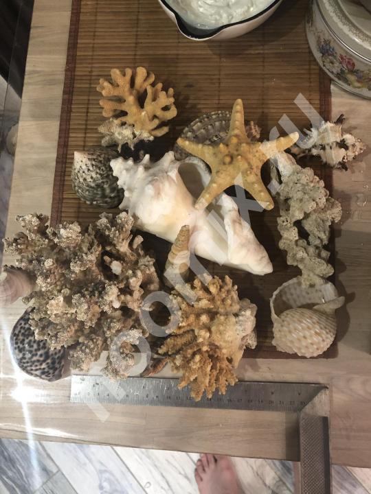 Ракушки и кораллы больших размеров