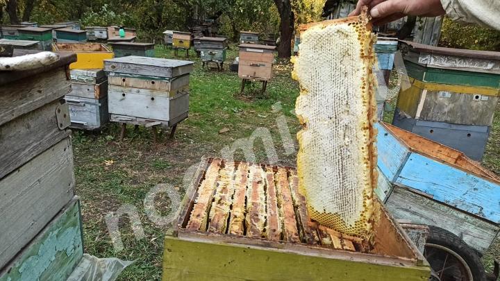 М д натуральный напрямую с собственной пасеки, Московская область