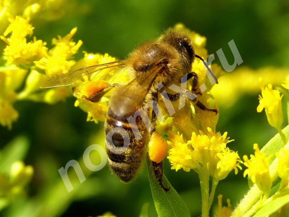 Приморская Компания Пчеловодства, предлагает, со склада во ..., Камчатский край