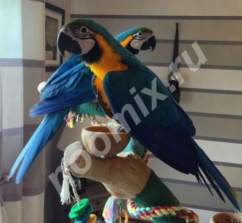 Самый популярный вид попугаев ара,  МОСКВА