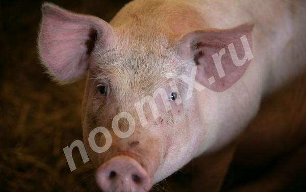 Свиньи и поросята 5-20 кг, 250 голов, Белгородская область