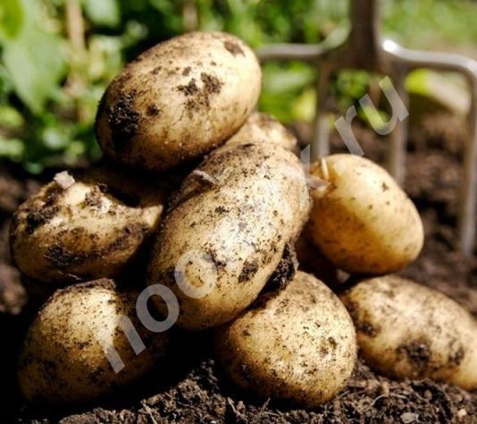 Продаю картофель выращенный для себя, Республика Кабардино-Балкария
