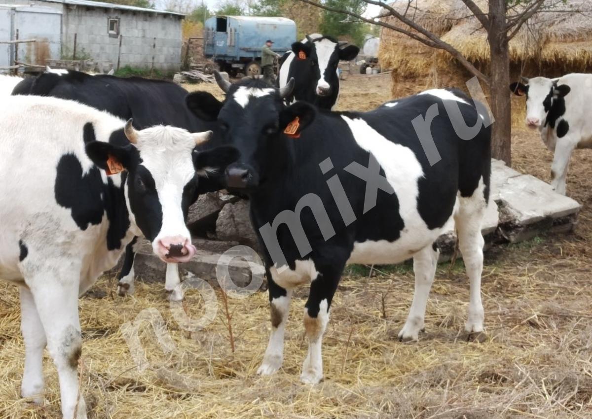 Продам молочных коров, нетелей, Самарская область