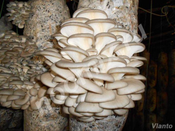 Сезон сажать грибы дома и на даче, Псковская область