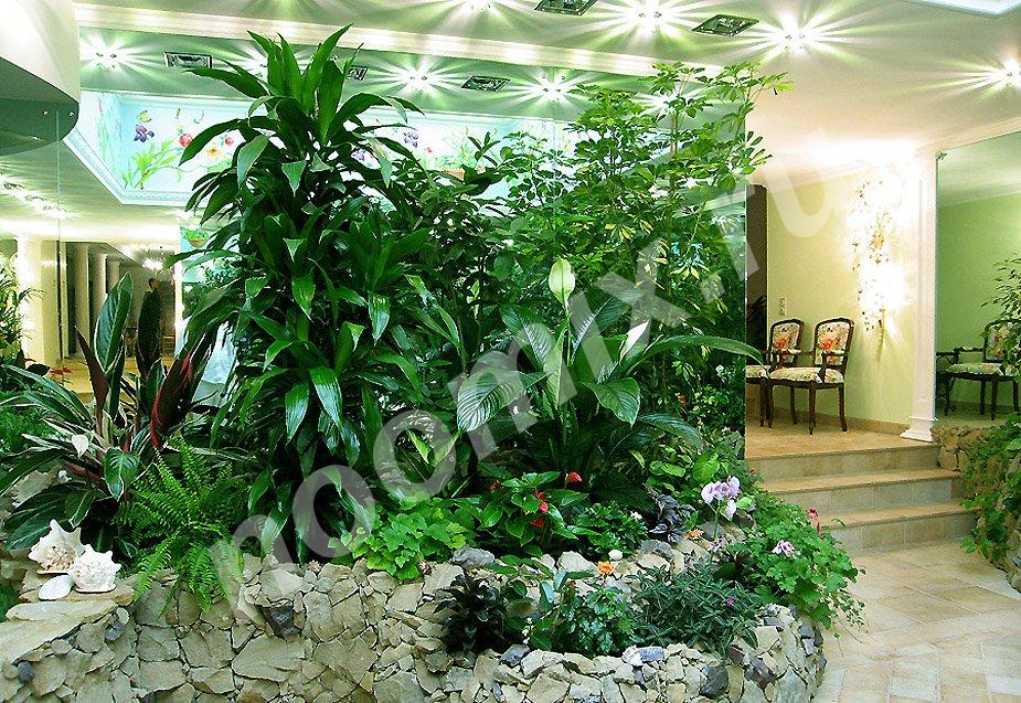 Растения для офиса, зимнего сада.,  МОСКВА