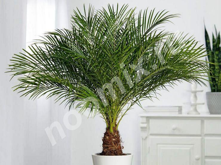 Финик канарский Phoenix canariensis . Артикул НХ026191 ...