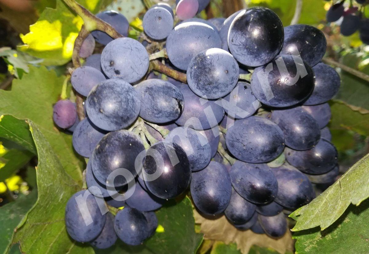 Продаю виноград, оптом от 100 кг, Астраханская область