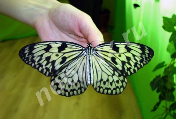 Живые тропические бабочки,  МОСКВА