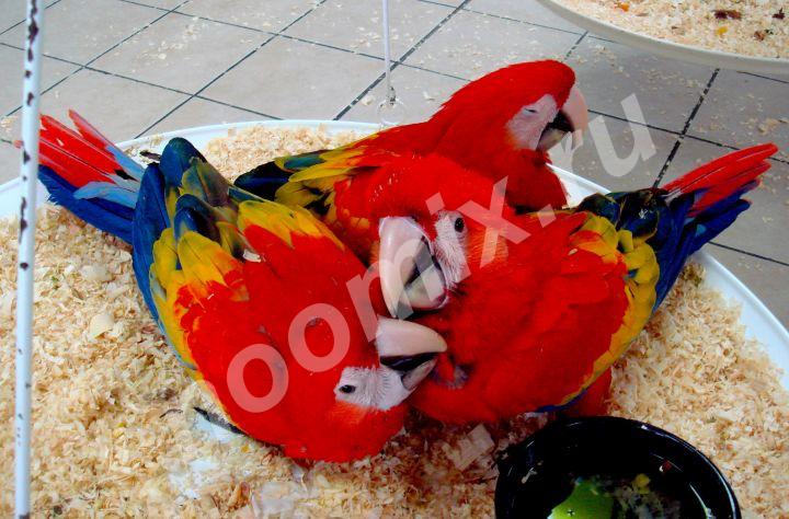 Красный ара ara macao ручные птенцы из питомника,  МОСКВА