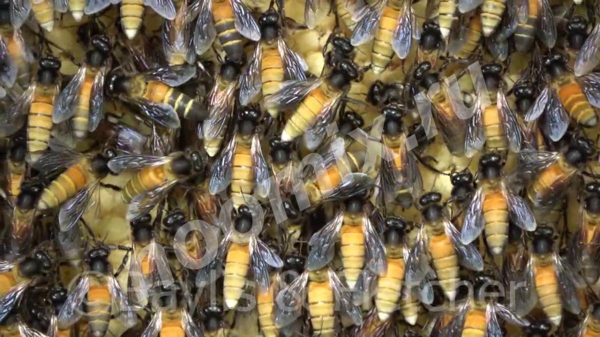 Гималайские пчёлы laboriosa самые большие в мире медоносы ...