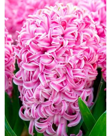 Гиацинт садовый Пинк Перл Pink Pearl 3шт в упаковке размер ..., Астраханская область