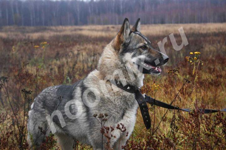 Яркая, молодая и позитивная, энергичная собака Стрелка ищет ...,  МОСКВА