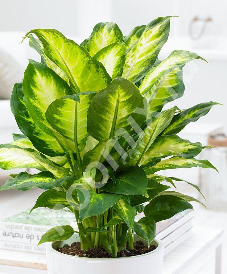 Диффенбахия Камилла одна из самых красивых форм растения. ...