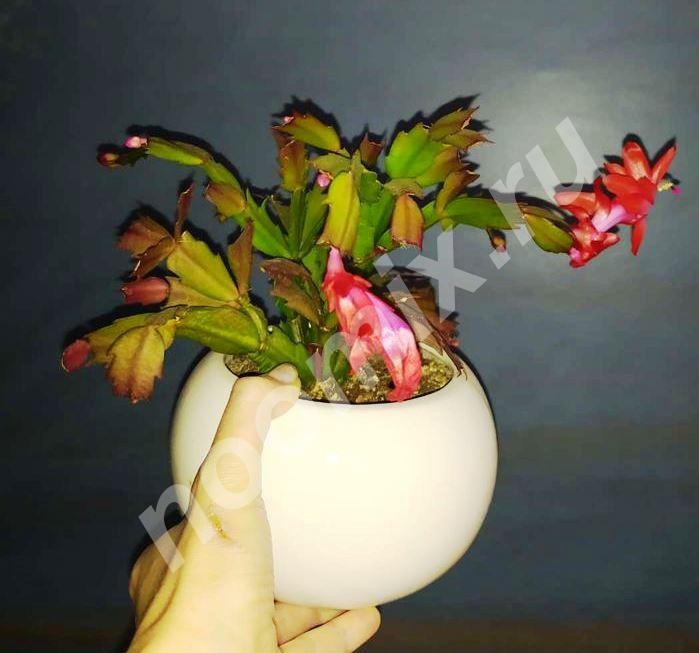 Продаю Цветок декабрист, Тульская область
