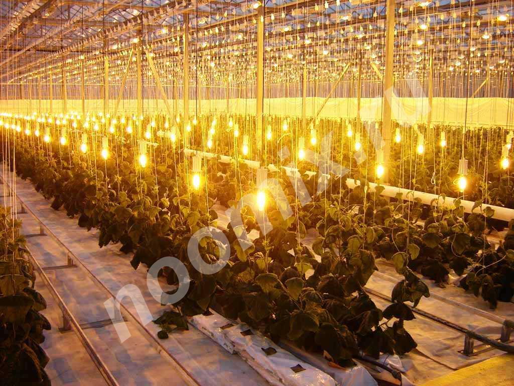 Лампы для освещения растений в гроубоксах, теплицах, ...,  Новосибирск