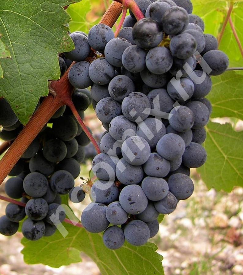 Виноград Каберне  относится к сортам винограда, ...