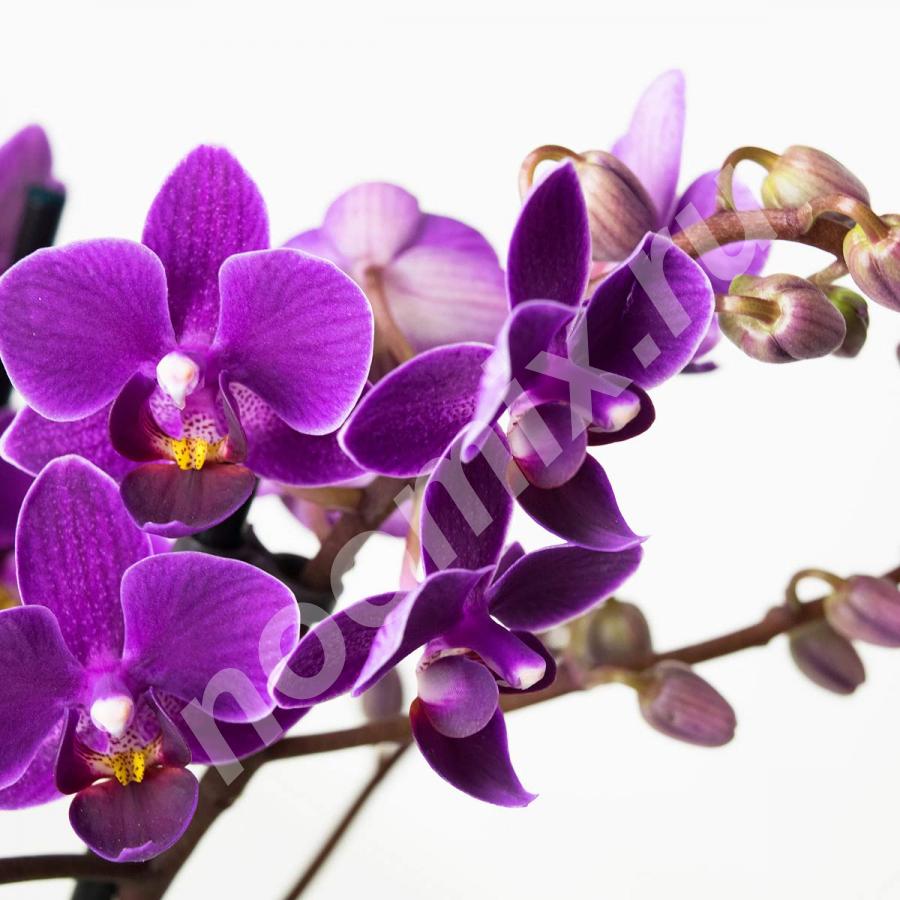 Орхидея Фаленопсис спец. микс 2цв 12 70,  МОСКВА