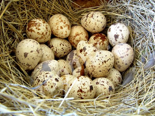 Перепелиные яйца, Костромская область