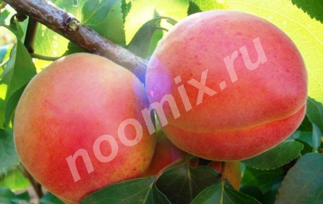 Продаём саженцы абрикоса, Нижегородская область