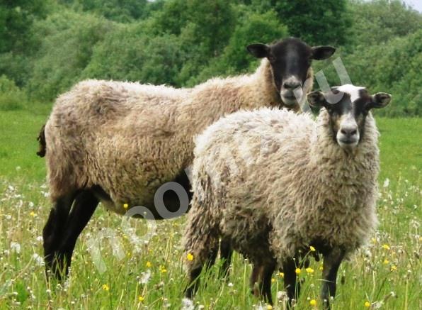 Романовские овцы, альпийские и немецкие козы,  МОСКВА