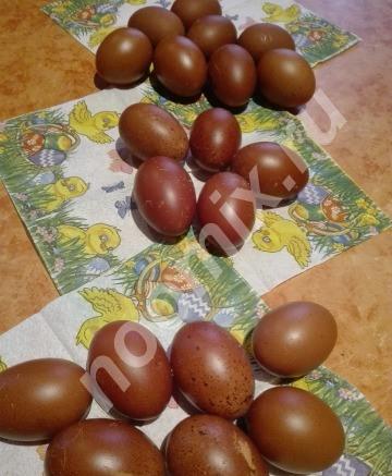 Инкубационное яйцо маран черно-медный, Московская область