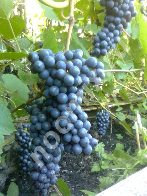 Продам саженцы винограда в Новосибирске,  Новосибирск
