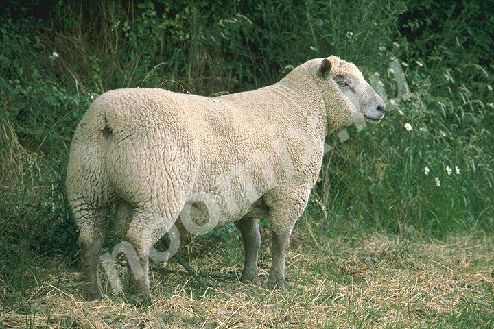 Племенные овцы породы Вандейская Скот из Европы класса ...