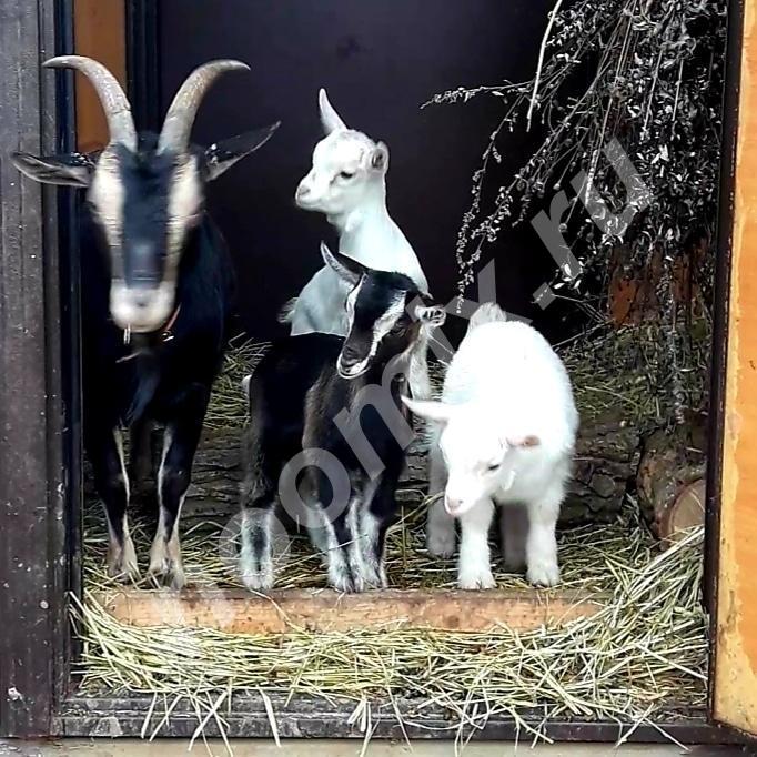 Продаются козы Камерунские, Московская область
