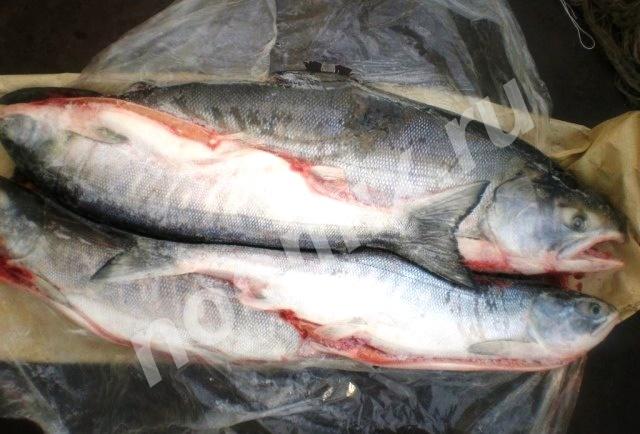 Продаем рыбу Кету, свежий улов, Омская область