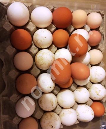 Продам яйцо куриное домашнее очень вкусное, Тюменская область