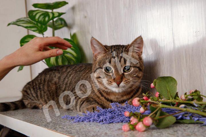 Полосатая кошка Мышка ищет дом.,  МОСКВА