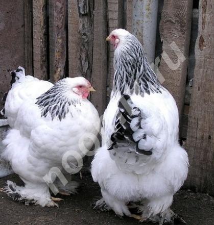 Инкубационное яйцо разных пород кур и гусей, Ханты-Мансийский АО