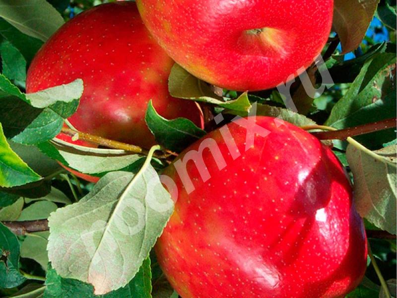 Продаем саженцы яблони хани крисп, Пензенская область