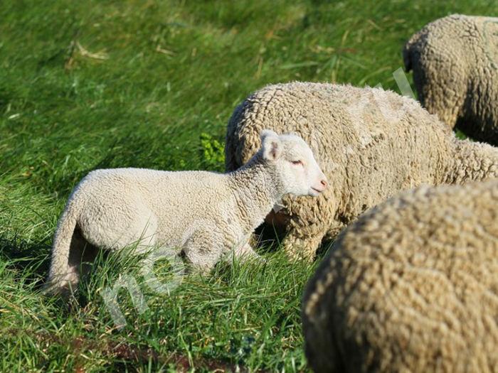 Овца породы Вандейская Бараны 95-150 кг, матки до 60-110 ..., Владимирская область