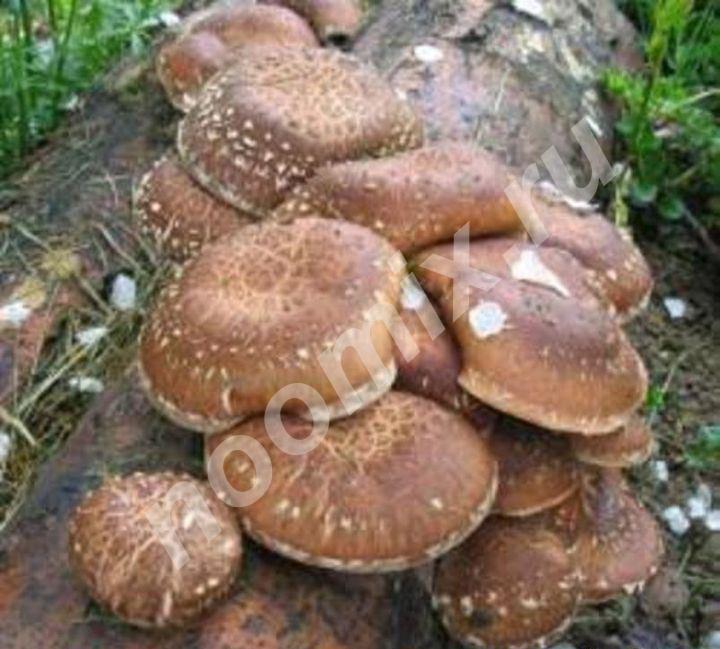Выращивание грибов шиитаке Калининград