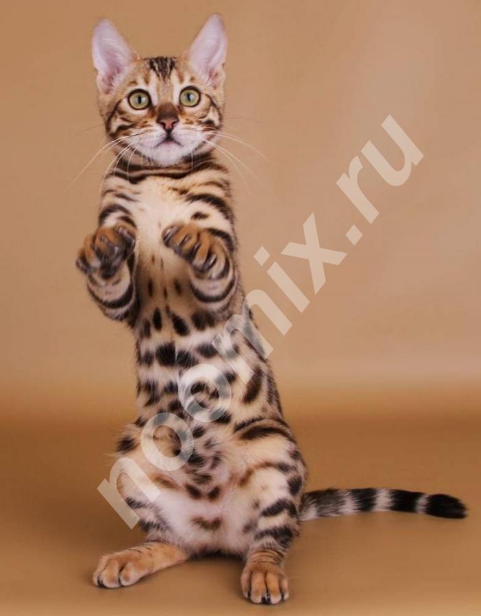 Бенгальские котята из питомника Yves Piaget,  МОСКВА