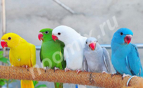 Продаю ожереловых попугаев из питомника различного окраса, ...,  МОСКВА