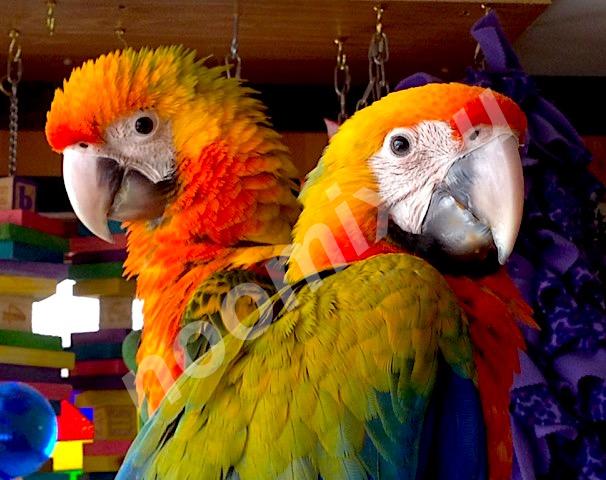 Гибриды попугаев ара - ручные птенцы из питомника,  МОСКВА