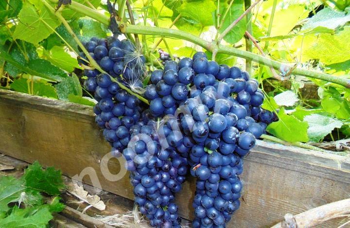 Продам саженцы винограда Столовые сорта Алёшенькин, Валёк, ...,  Новосибирск