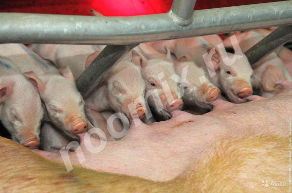 Свинки, боровки от 1 до 3 месяцев, Костромская область